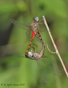 Sympetrum ambiguum, mating pair